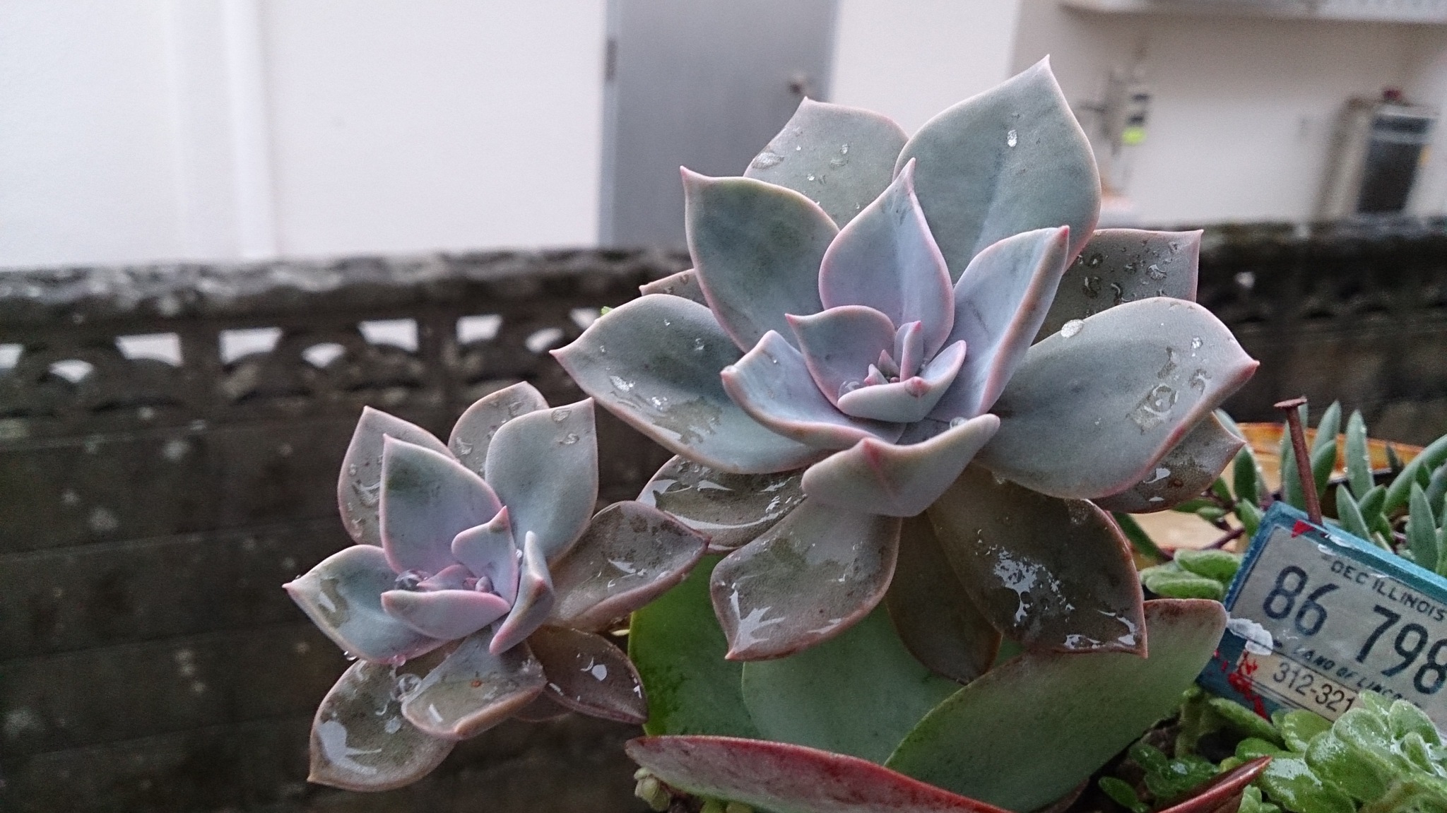 梅雨、入りました(ω)ノ 梅雨、入りました(ω)ノ