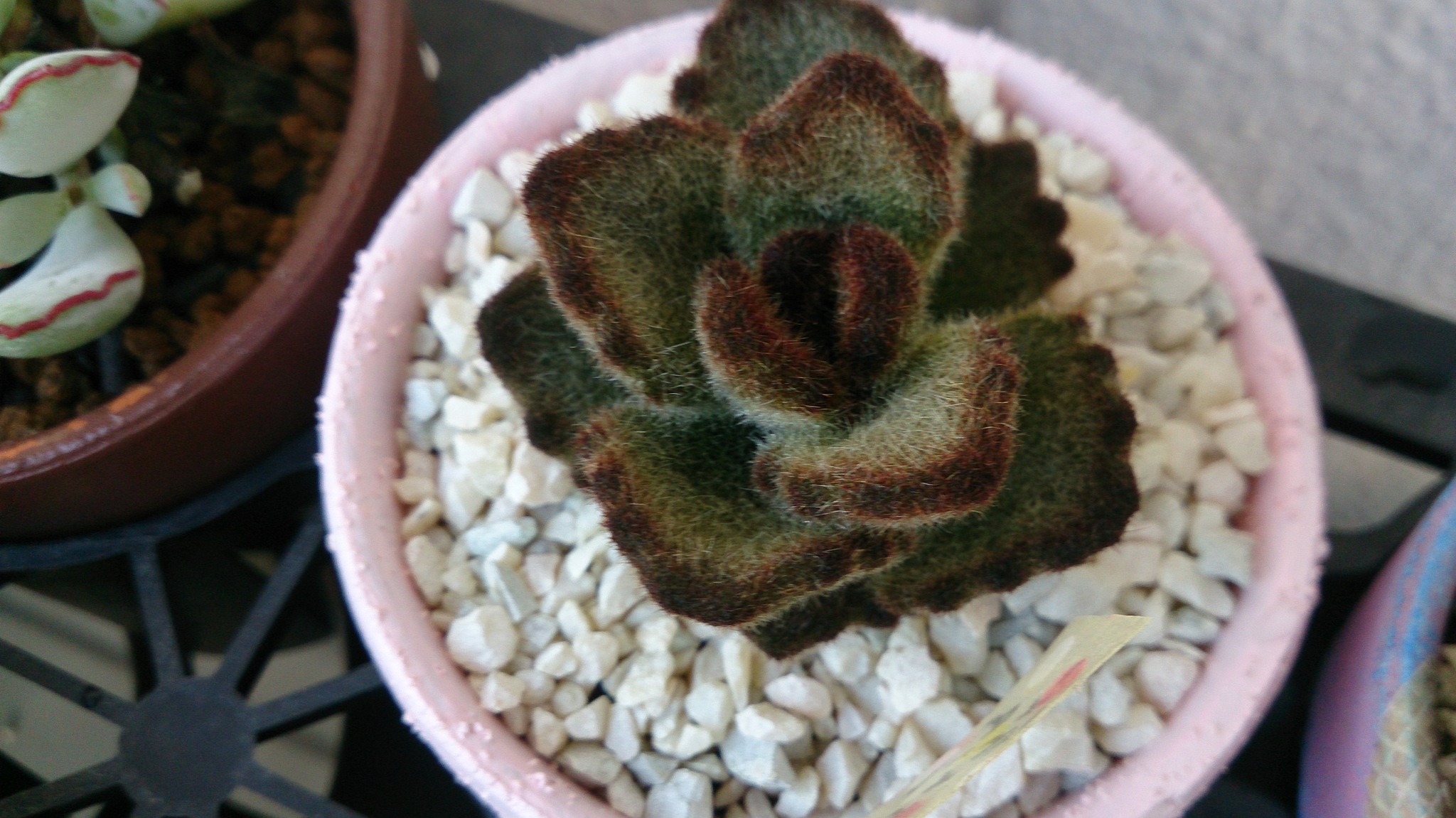 秋の植替えは大変そうだ( ゚Д゚) 秋の植替えは大変そうだ( ゚Д゚)