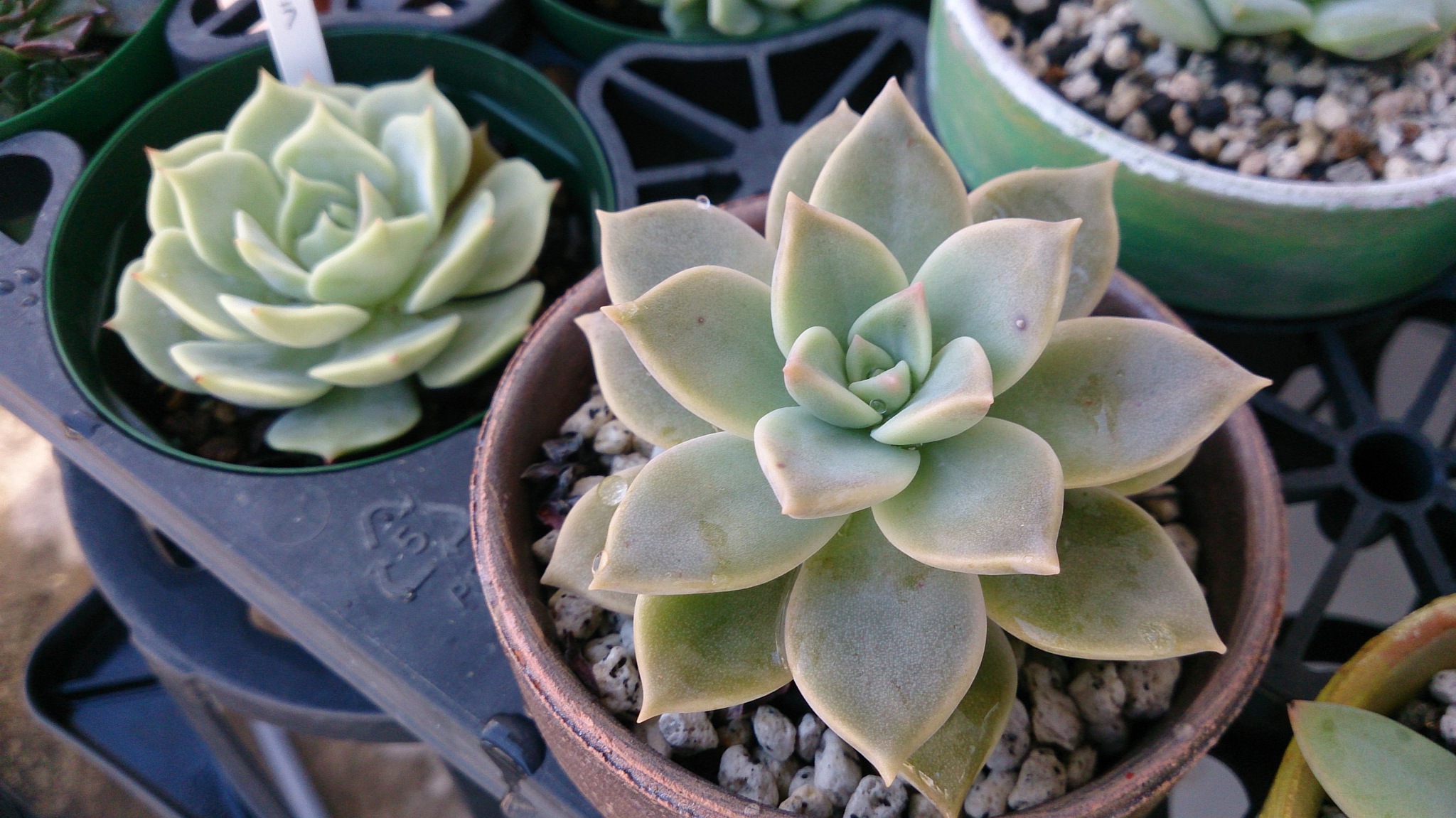 秋の植替えは大変そうだ( ゚Д゚) 秋の植替えは大変そうだ( ゚Д゚)