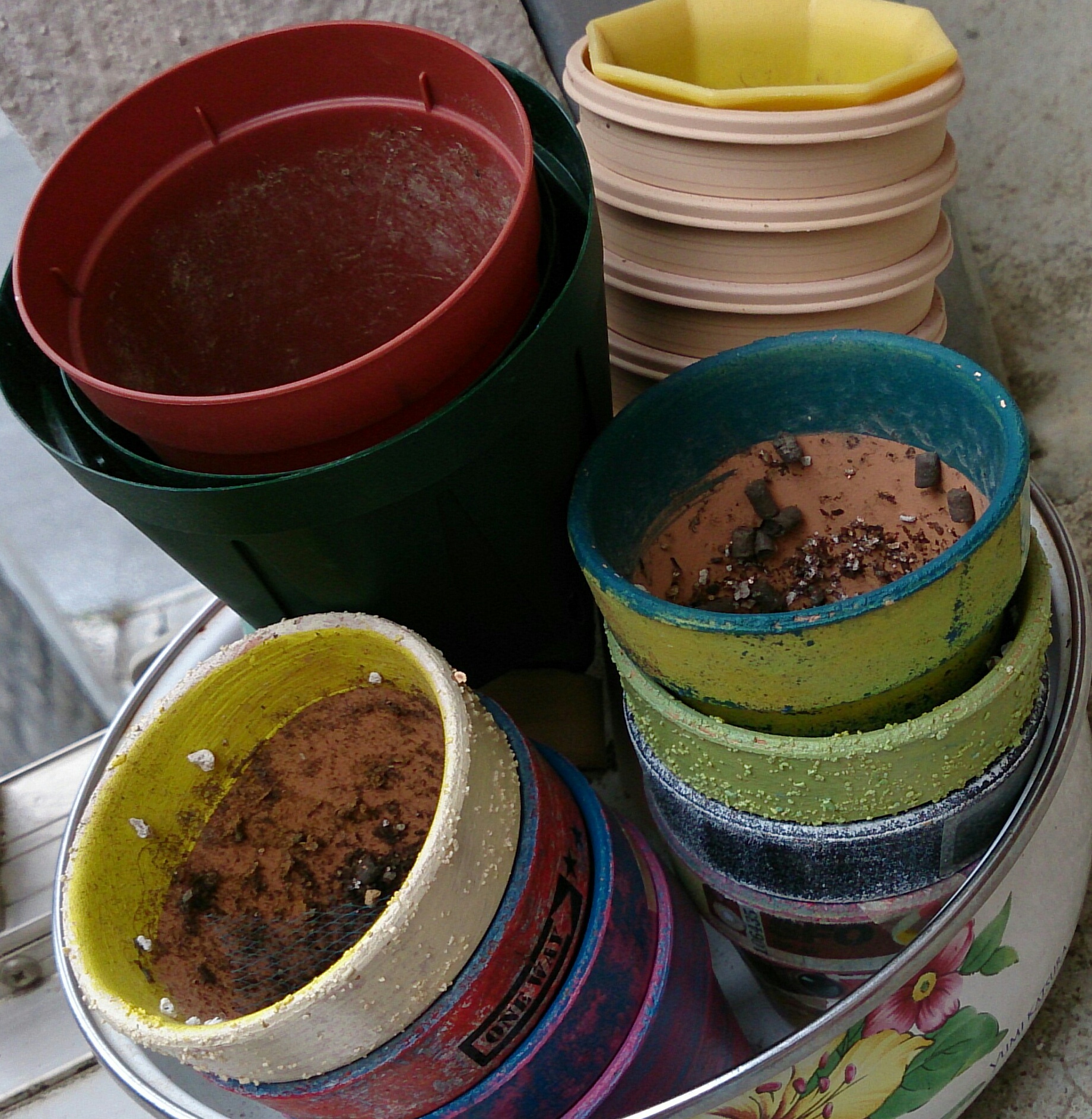 植替え多肉と管理寄せ植え…のはずが(*ノωノ) 植替え多肉と管理寄せ植え…のはずが(*ノωノ)