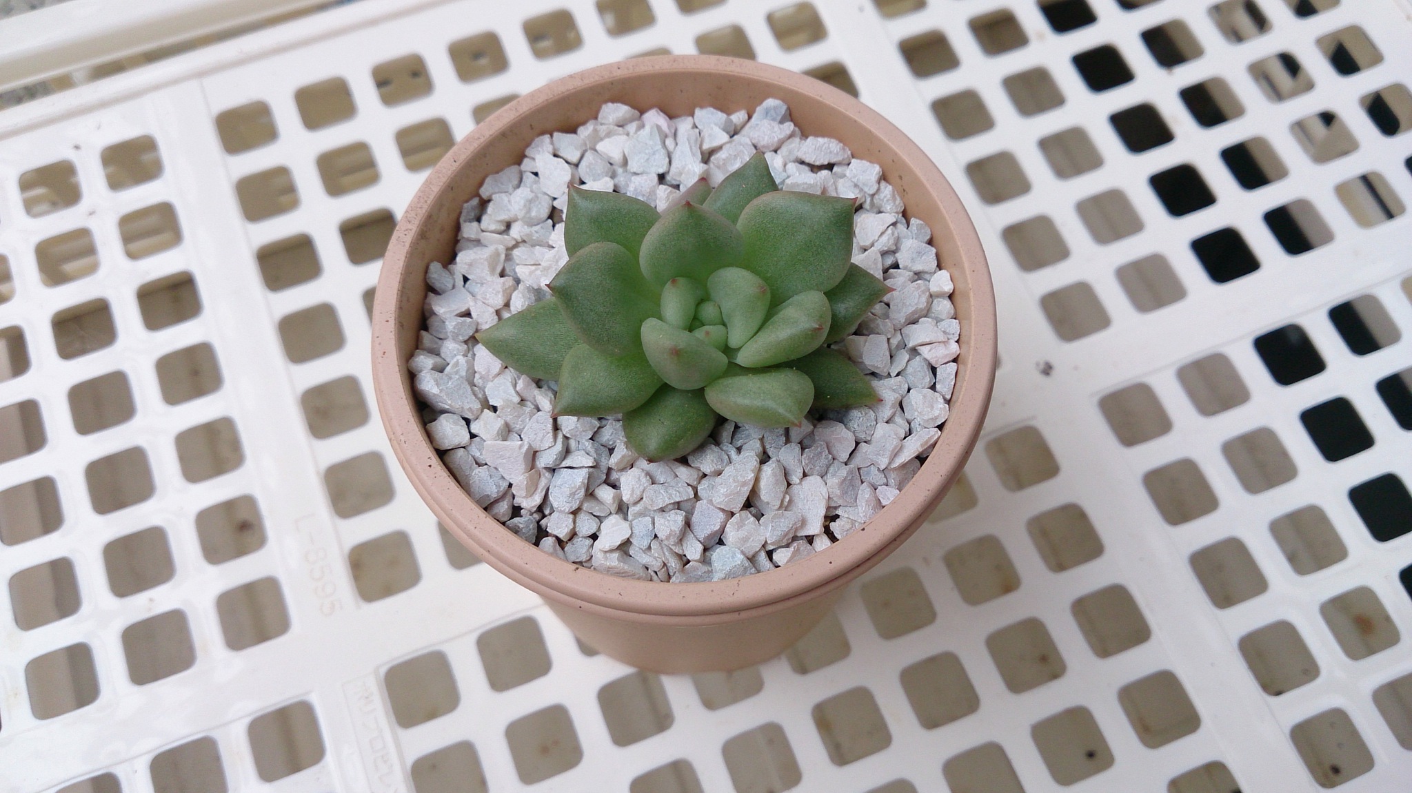 春の植替え祭り(^^♪ パートⅢ 春の植替え祭り(^^♪ パートⅢ
