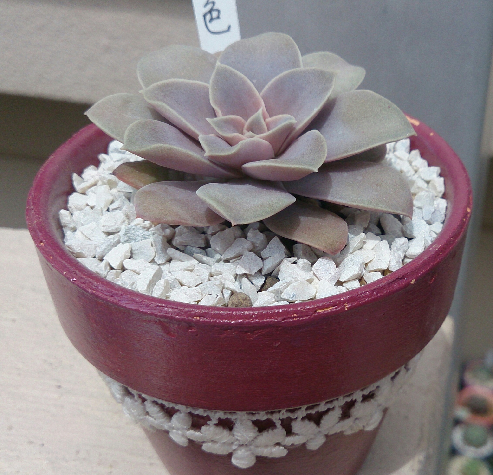 今日の植替えと白牡丹の葉挿し。 今日の植替えと白牡丹の葉挿し。