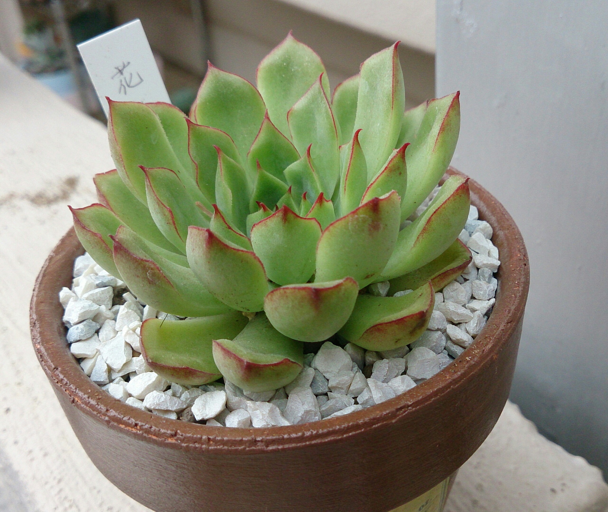 春の植替え祭り(^^♪ パートⅢ 春の植替え祭り(^^♪ パートⅢ