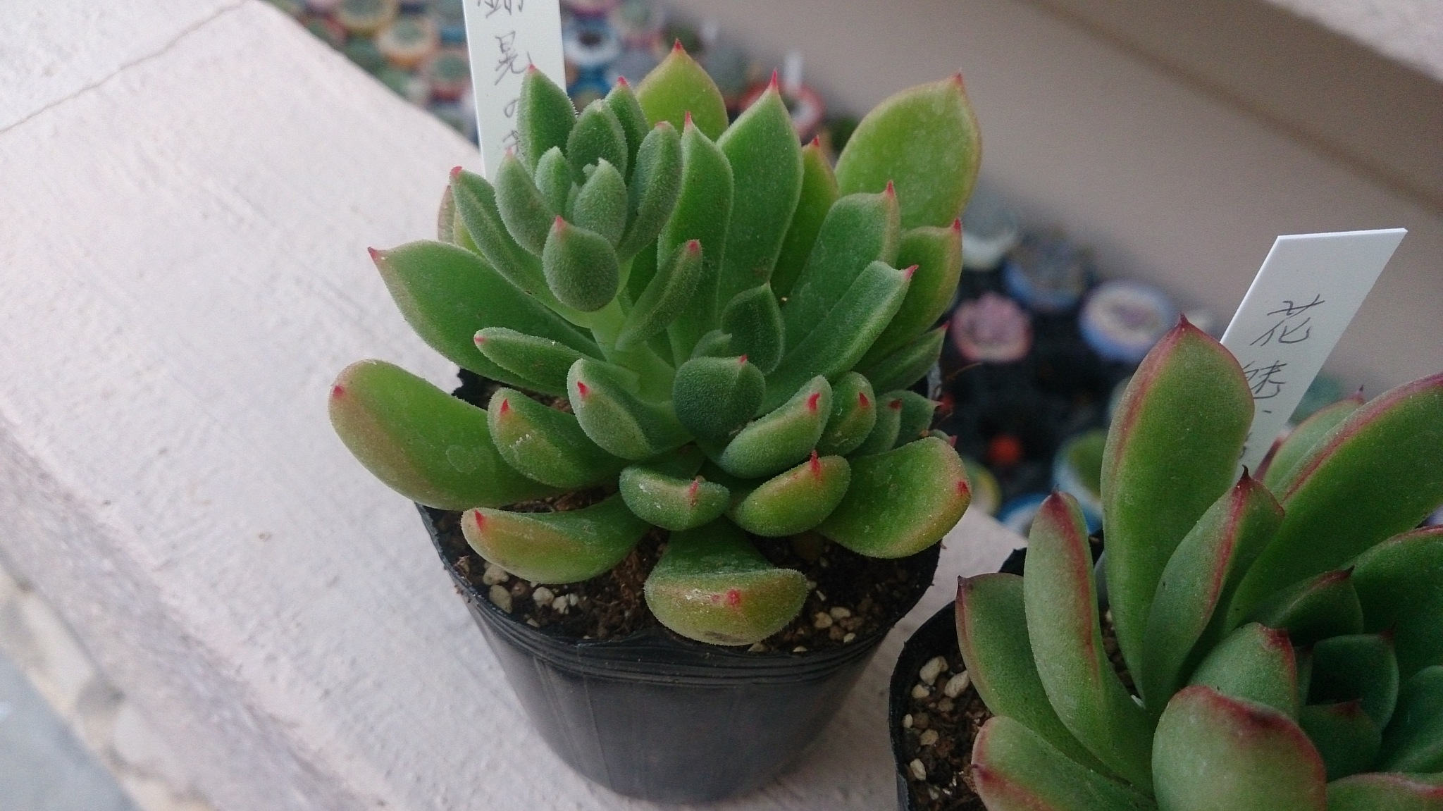 ミリー便をサクッと(ω)ノ ミリー便をサクッと(ω)ノ
