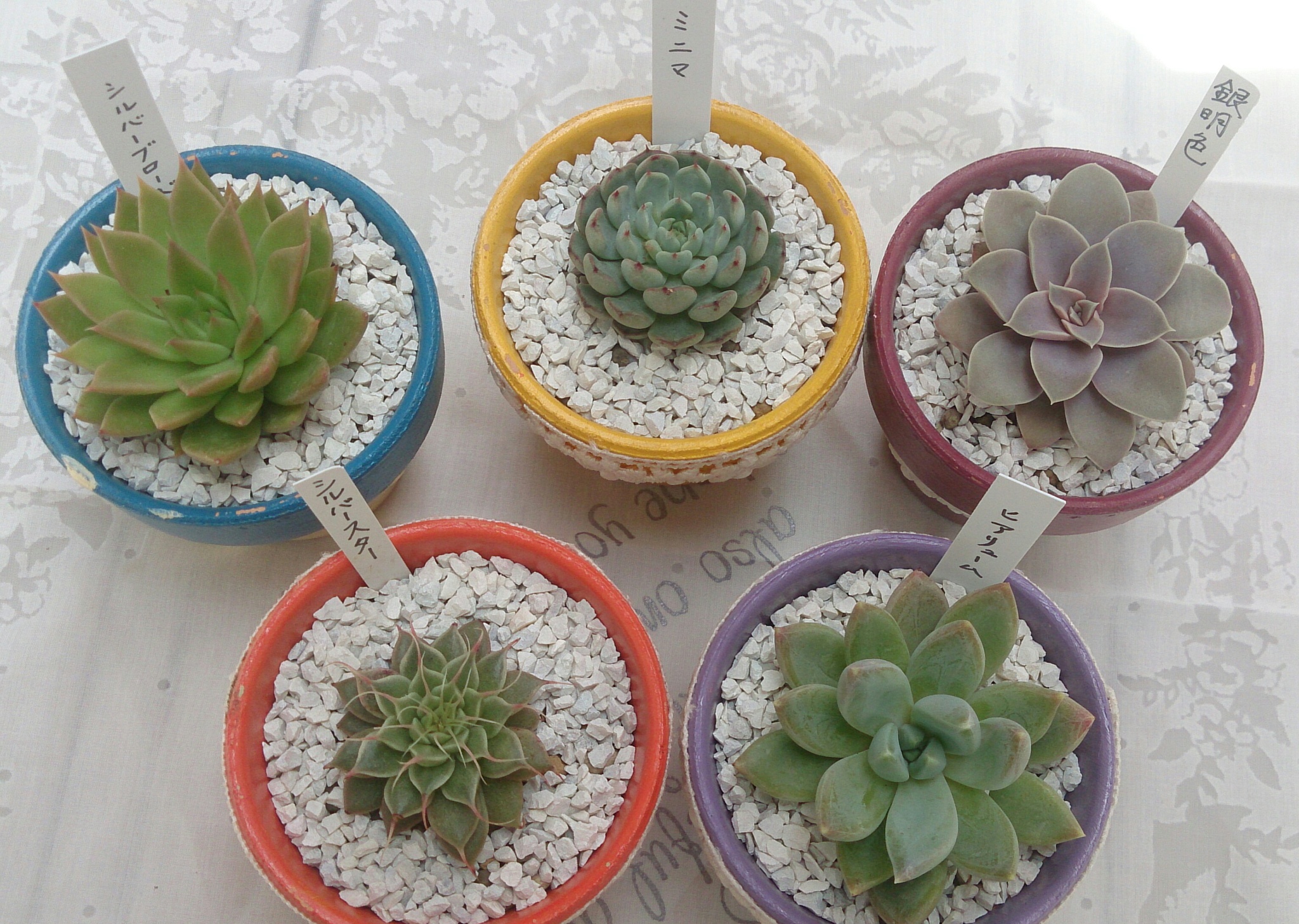 今日の植替えと白牡丹の葉挿し。 今日の植替えと白牡丹の葉挿し。