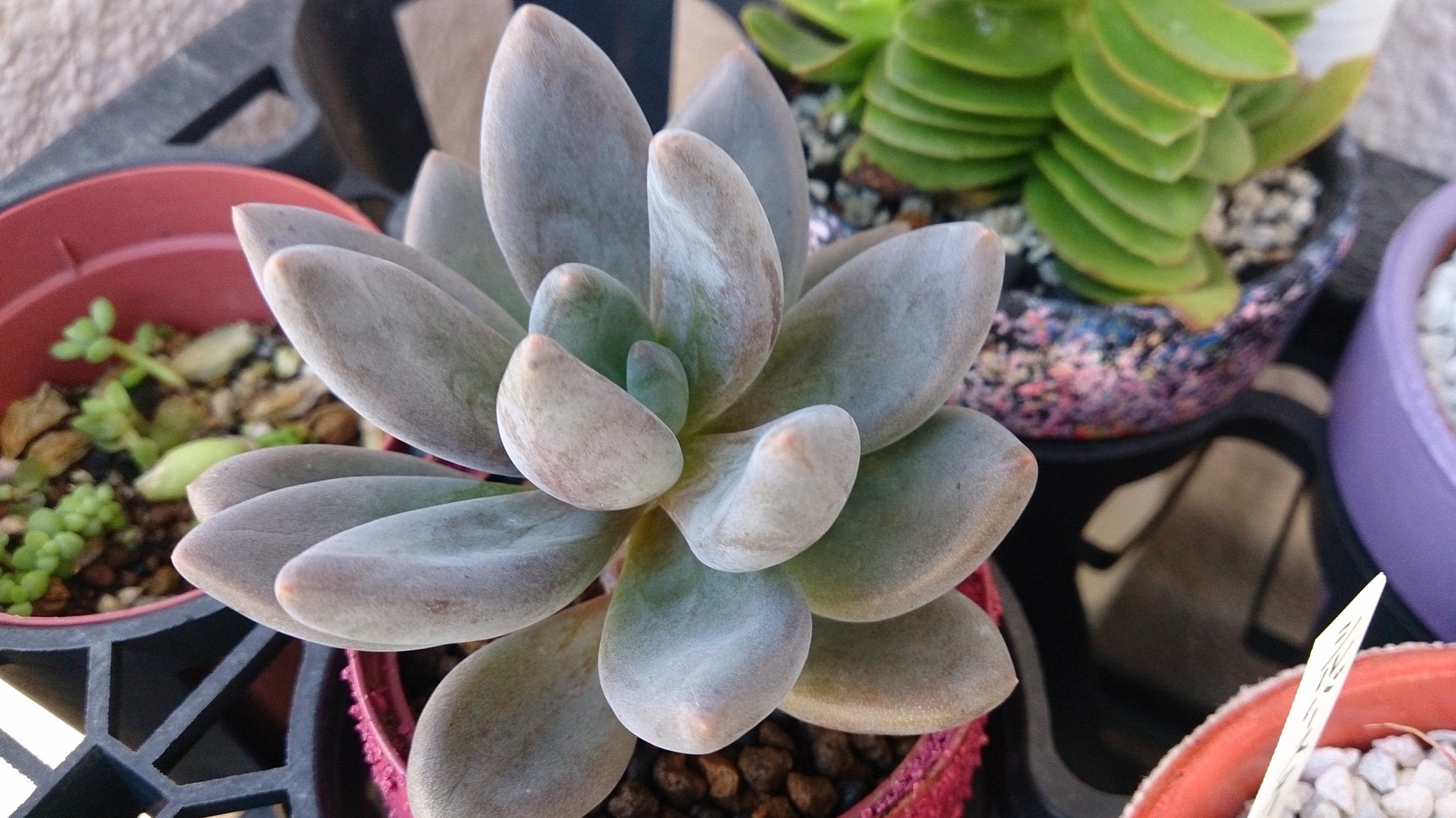 秋の植替えは大変そうだ( ゚Д゚) 秋の植替えは大変そうだ( ゚Д゚)