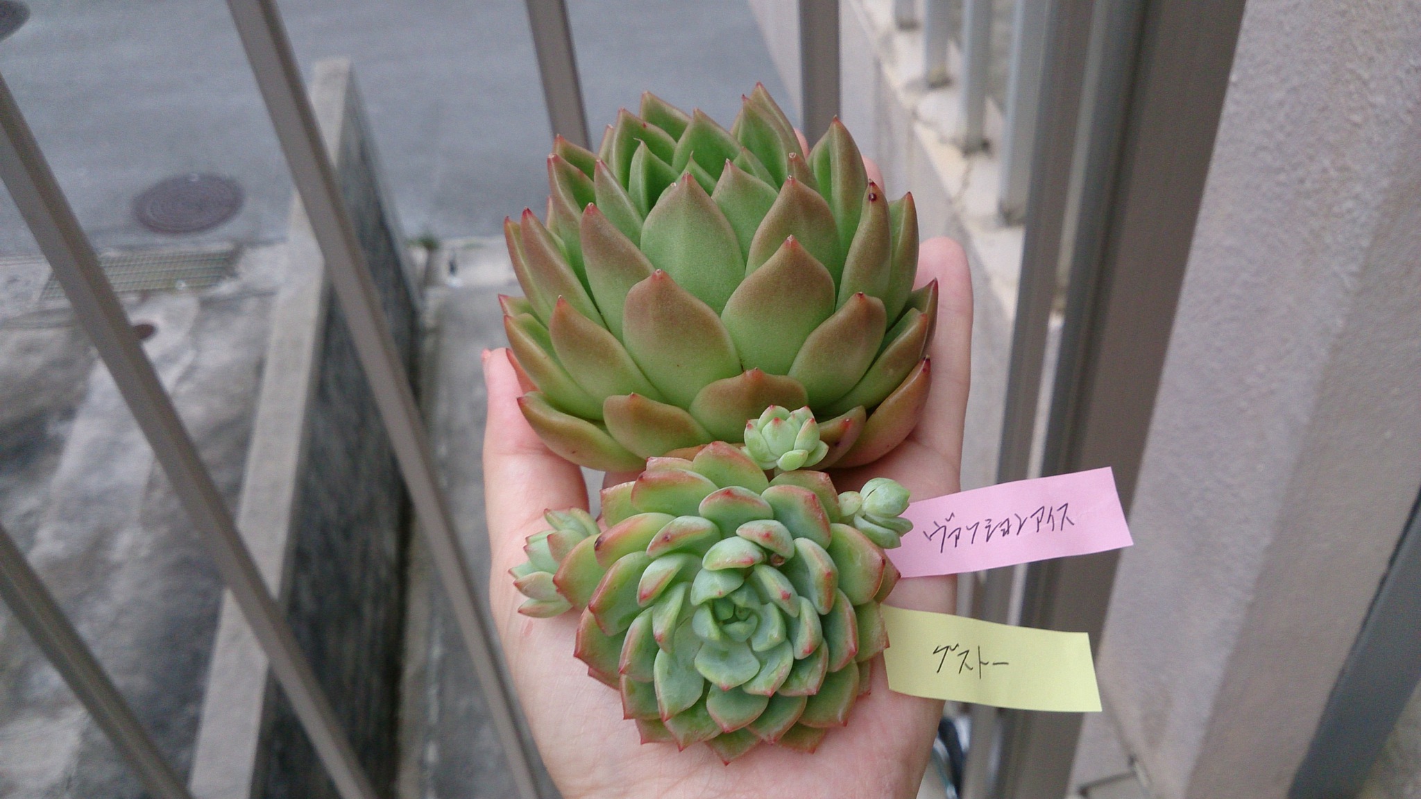 具合が悪そうなので。でも懲りないうさこ(笑) 具合が悪そうなので。でも懲りないうさこ(笑)
