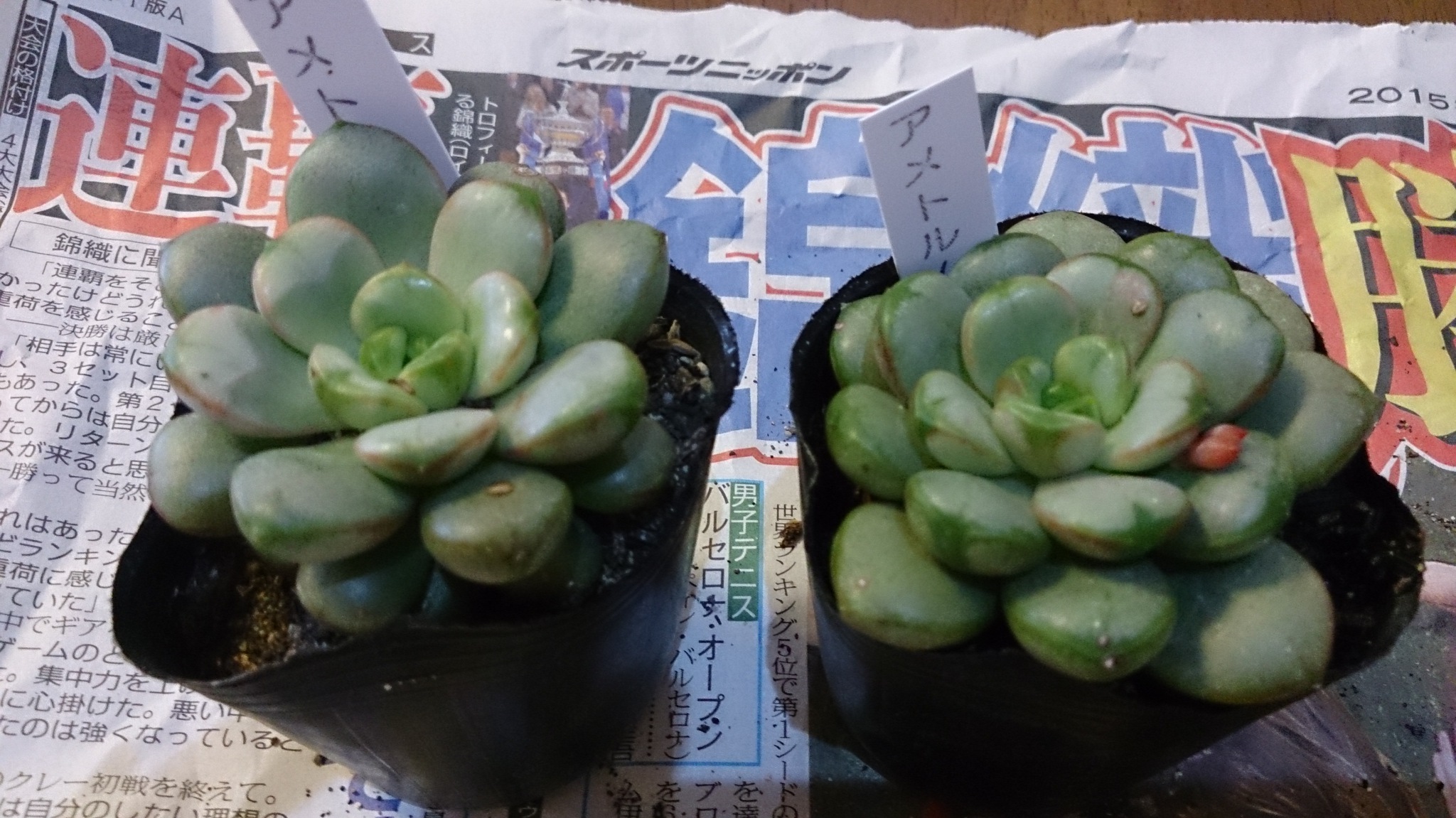 サボテンタロウ便、到着(◇)ゞ サボテンタロウ便、到着(◇)ゞ