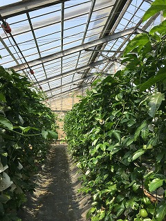 今日はパッション日和 今日はパッション日和