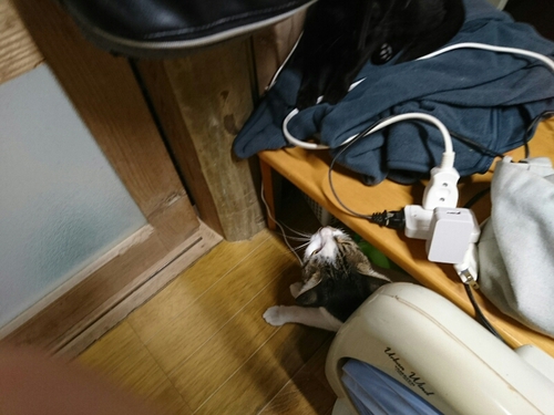 里親募集中です。 里親募集中です。