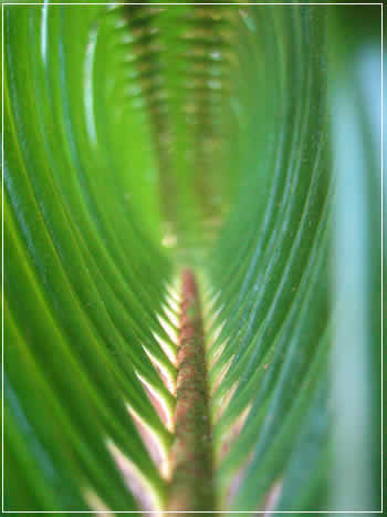 虫かご