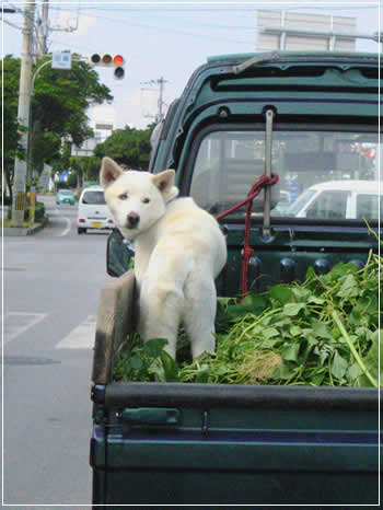草刈り犬