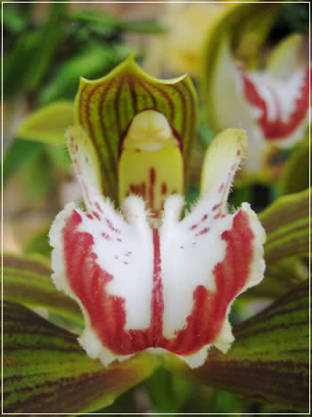欄の花