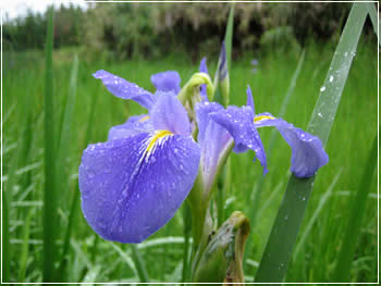 菖蒲