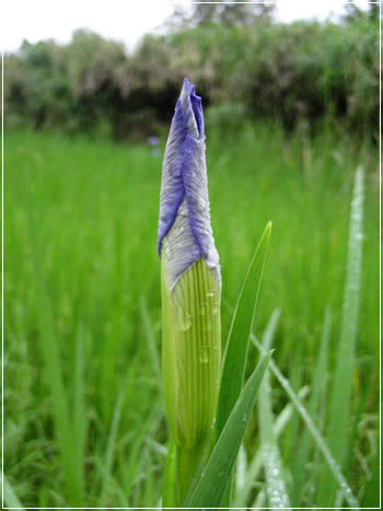 菖蒲