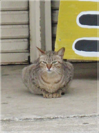 だるまネコ
