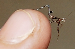 カマキリの子
