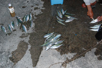 お魚いただき