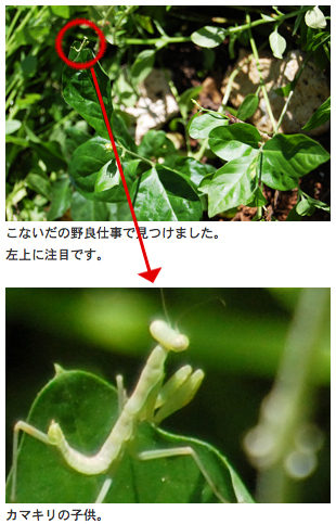 今がさかり?