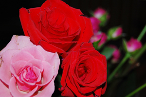 薔薇と漢検