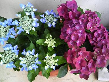 紫陽花 in 米須歯科