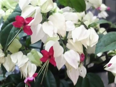 お花