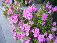 つつじ満開 2008/04/08 11:07:07