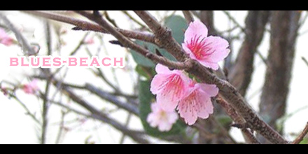 桜を見に行こう!