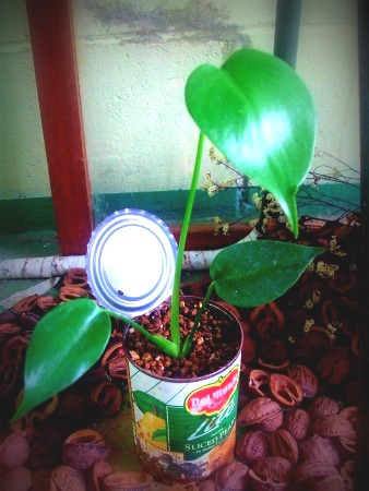 伸びていた観葉植物。