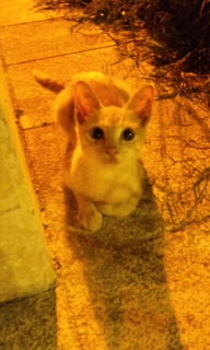 。:* ねこちゃん *:。