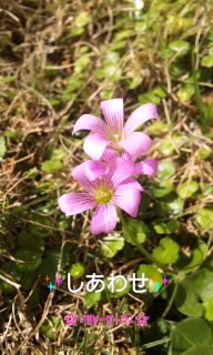 。:* Happy *:。