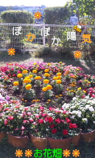 。:* 小春日和 *:。