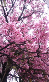 。:* 桜の季節 *:。