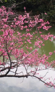 。:* 桜見 *:。