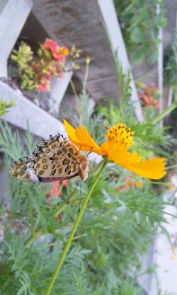 。:* しあわせマーブル *:。