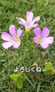 。:* こんにちは *:。