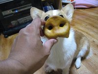 美味いカレーと美味しい顔と嬉しいつむぎ。 2008/06/10 00:53:28