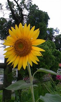 もー、こりごりです。 2008/06/13 11:30:00