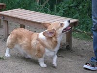 ハイサイ、どっぐらん。 2008/06/19 06:33:30