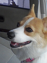 ちゅむぎの小さな旅。 2008/06/19 16:34:14