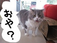まーぶるの里帰り。あんど、引越し先です。