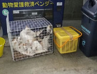 猫　19匹　遺棄！！　（転載） 2012/02/14 14:00:00