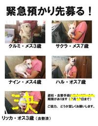 緊急！　一時預かり先募る！　（転載） 2012/02/14 08:00:00