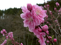 花桃の里