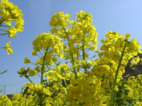 菜の花まつり