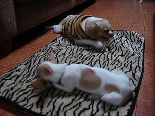 馬のヒヅメ