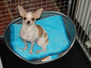 Poncho's New Bed