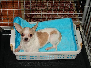 Poncho's New Bed