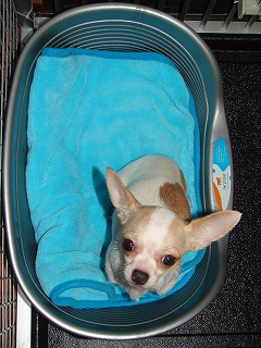 Poncho's New Bed