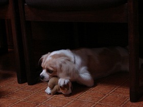 poor dog toy
